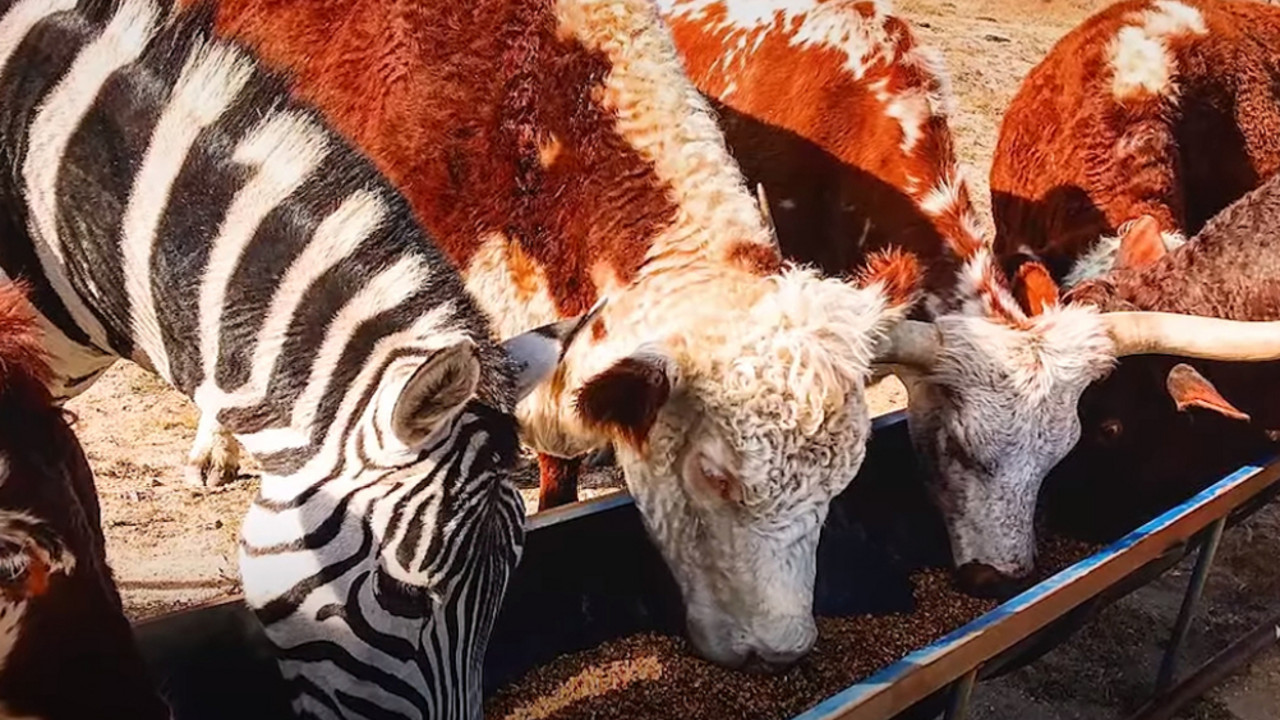 Zebra sa kravama