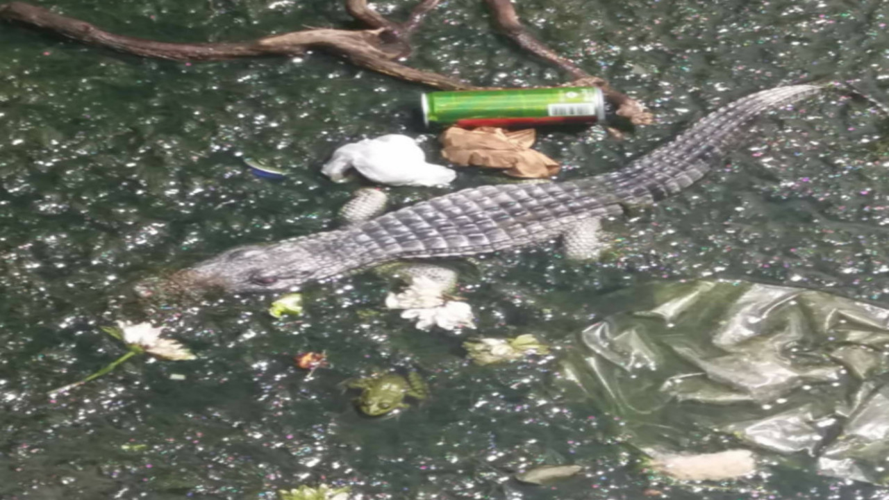 Aligator