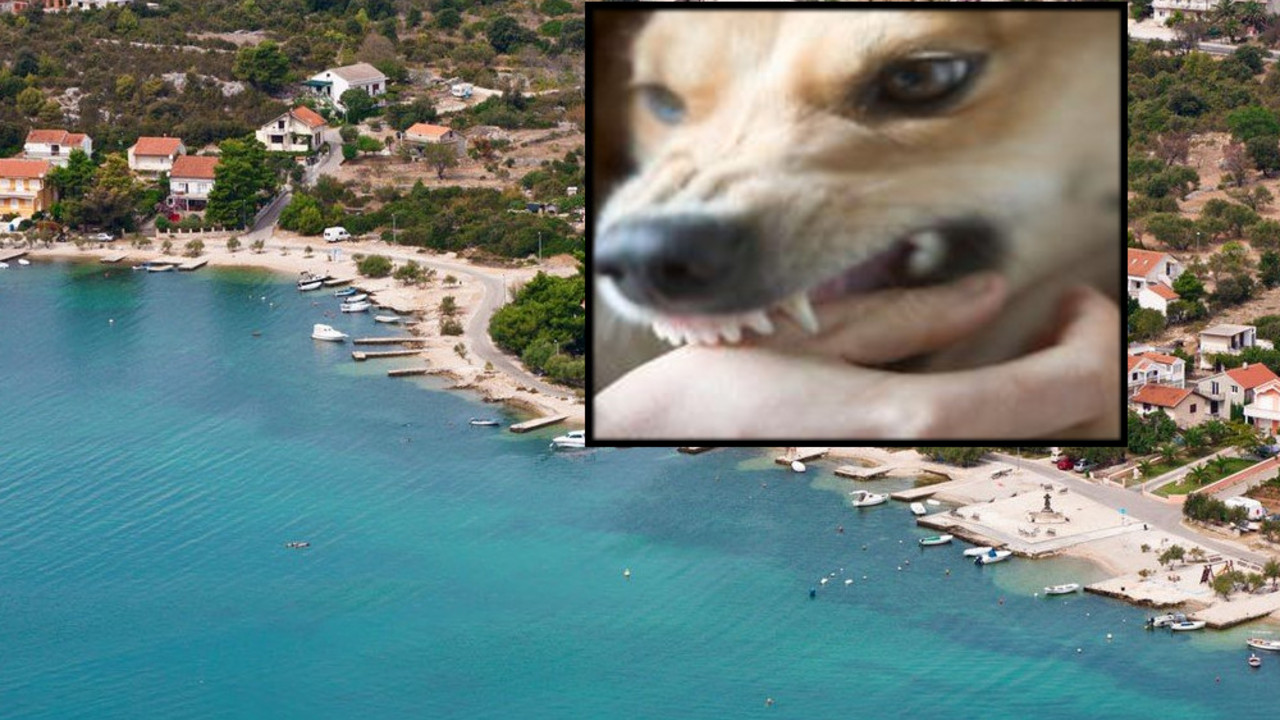 Kuče