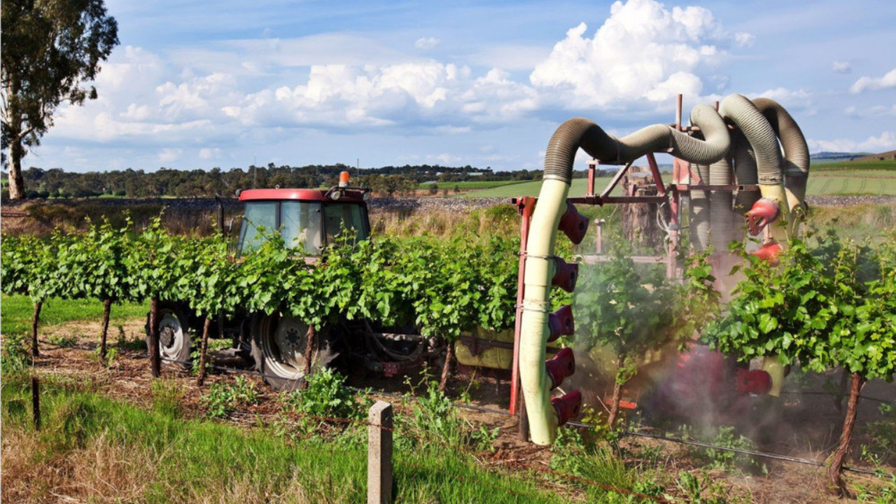 Vino, grožđe, vinograd