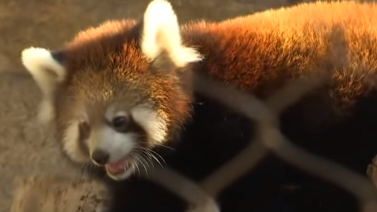 Crvena panda