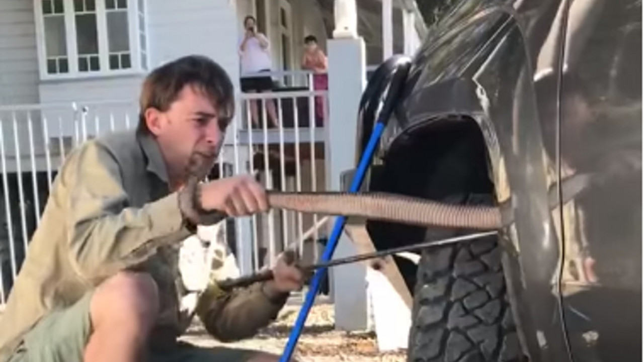 Zmija u automobilu