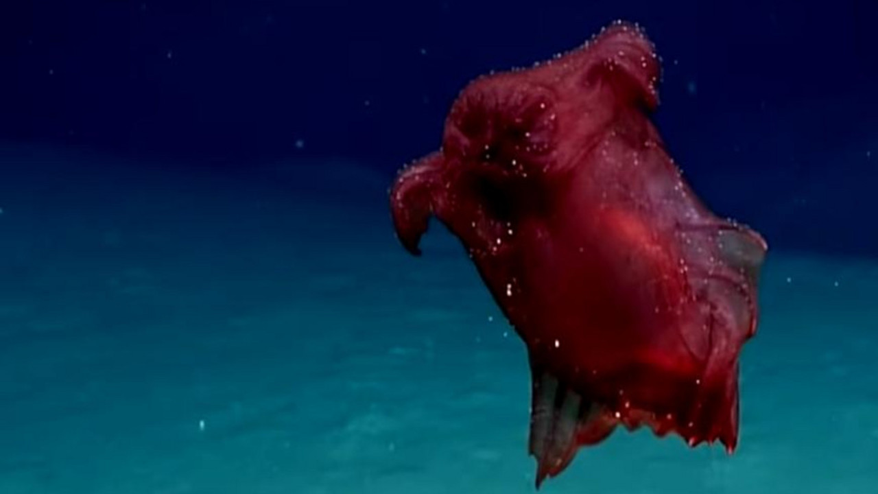 Enypniastes eximia