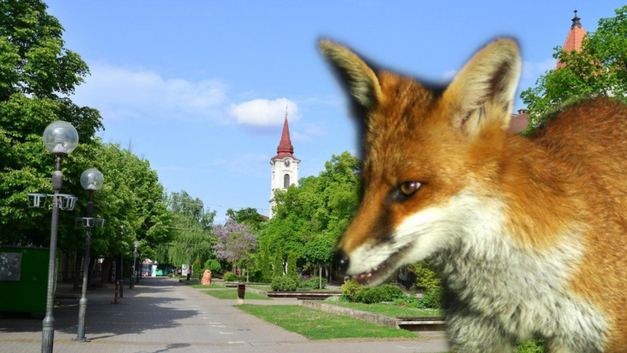 kikinda