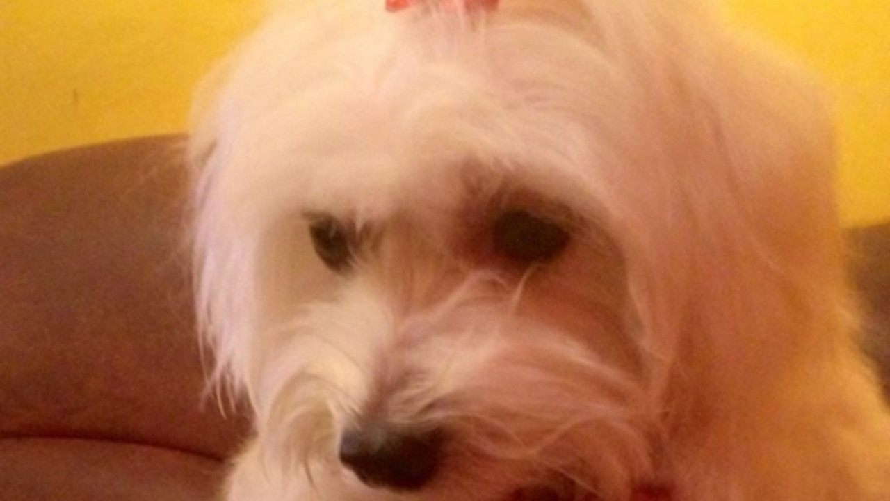 maltezer