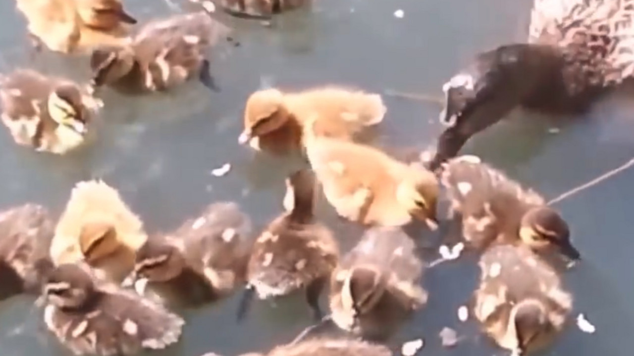 Patku napada pirana