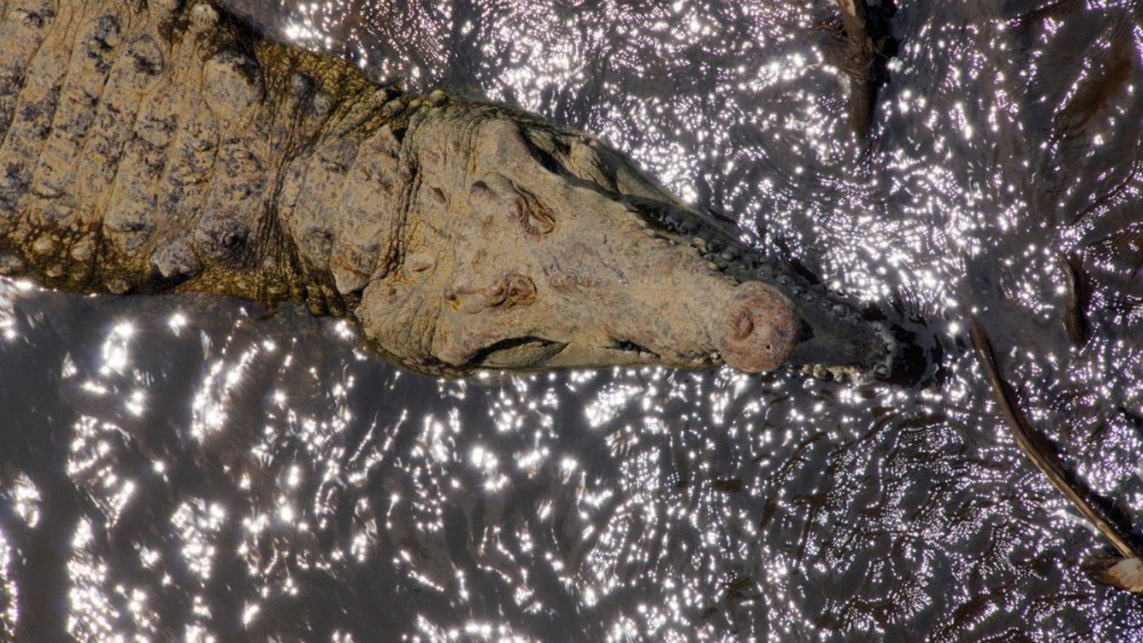 krokodil