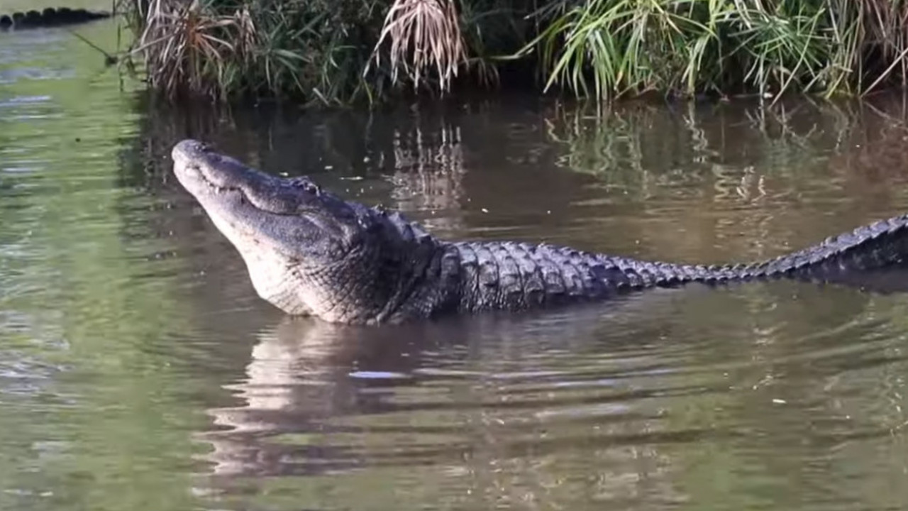 Aligator