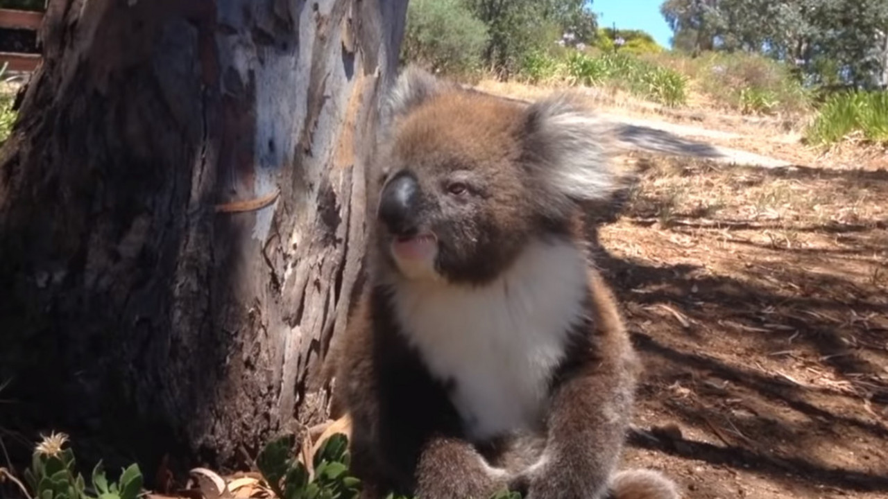 Koala