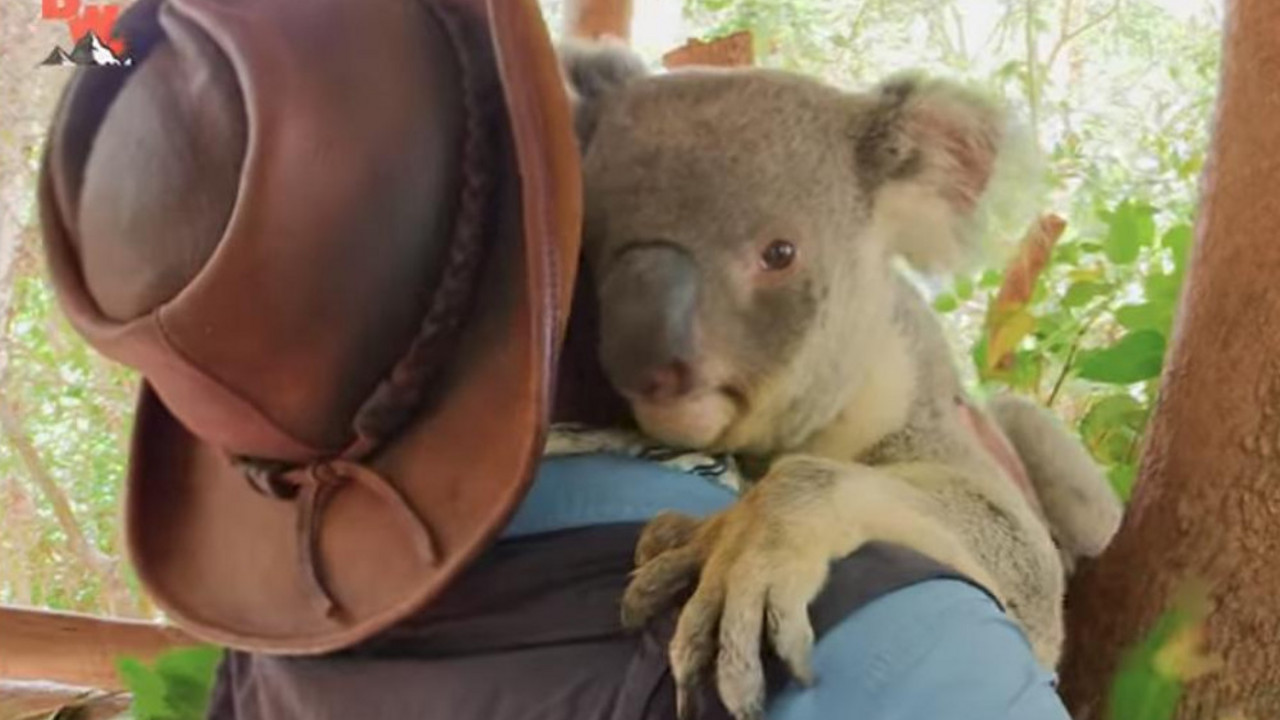 Koala