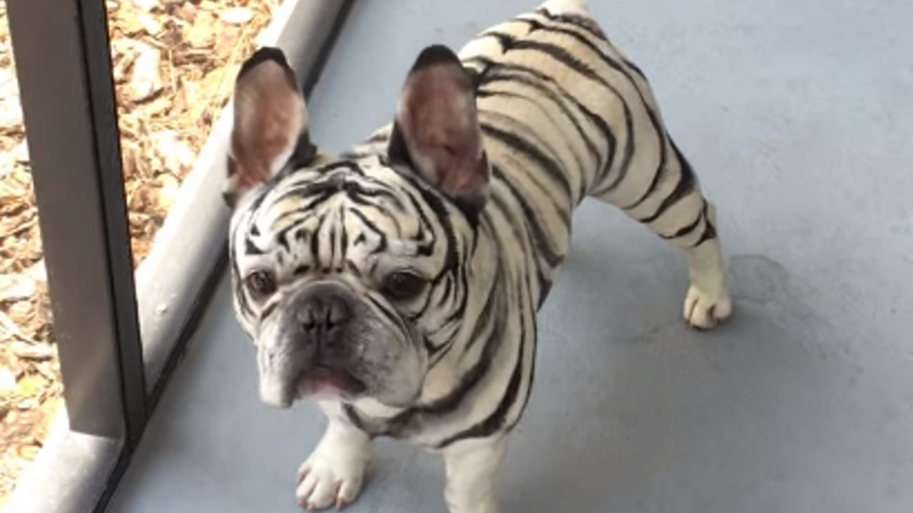Francuski buldog