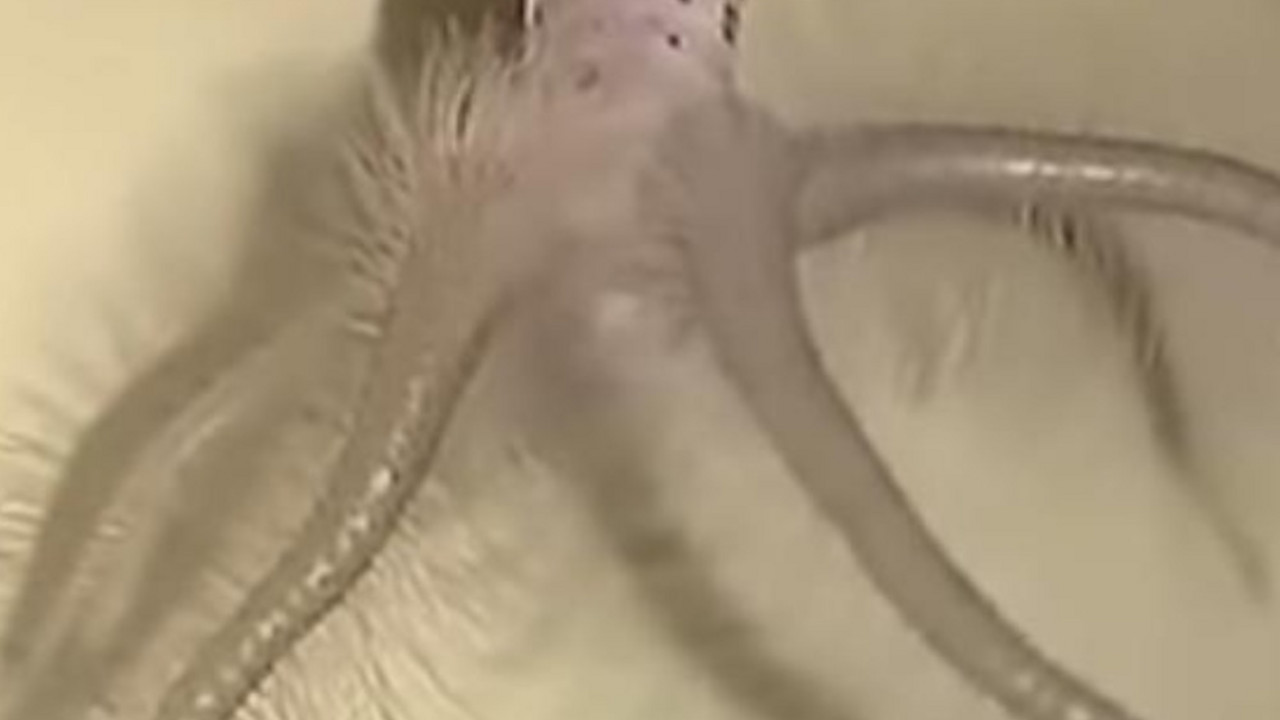 moljac