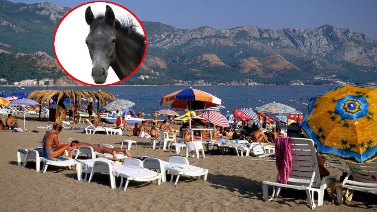 Konj i plaža