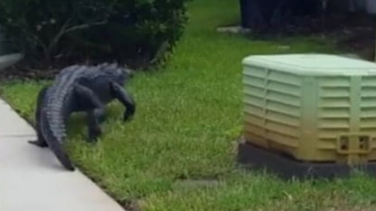 aligator 