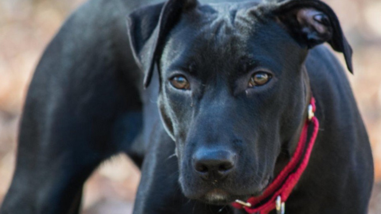 pit bul