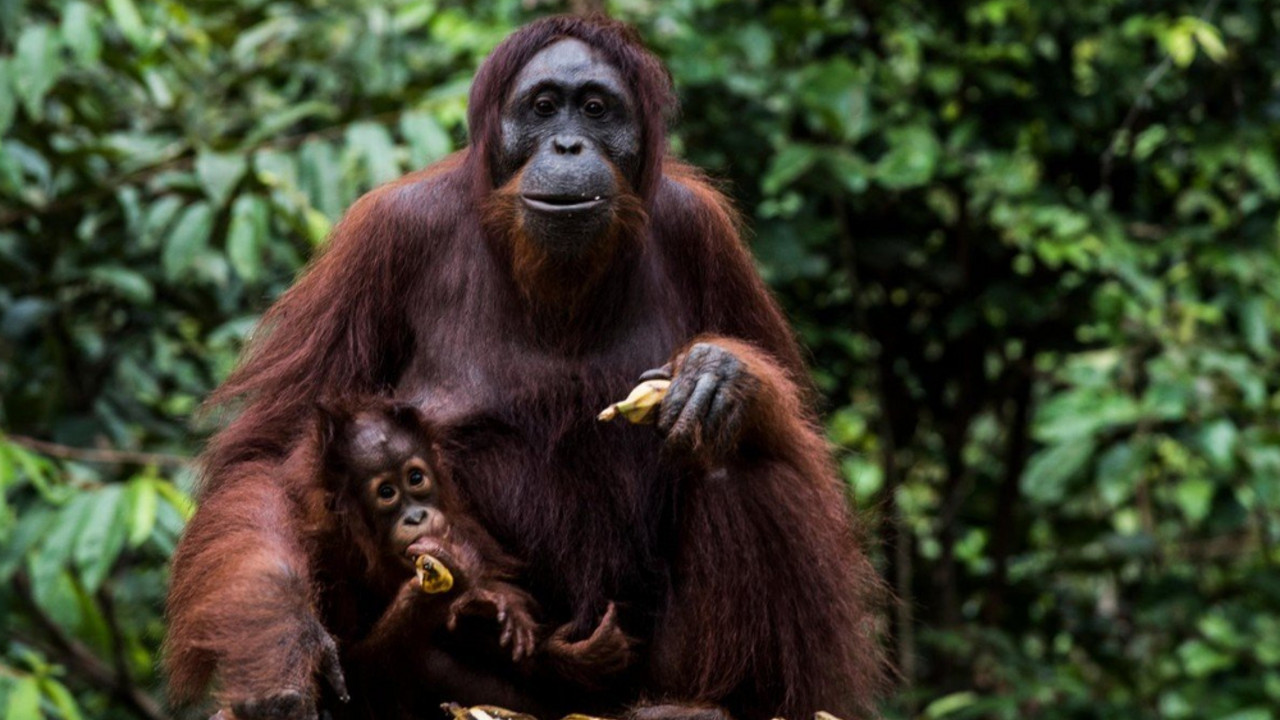 Majmun, Orangutan