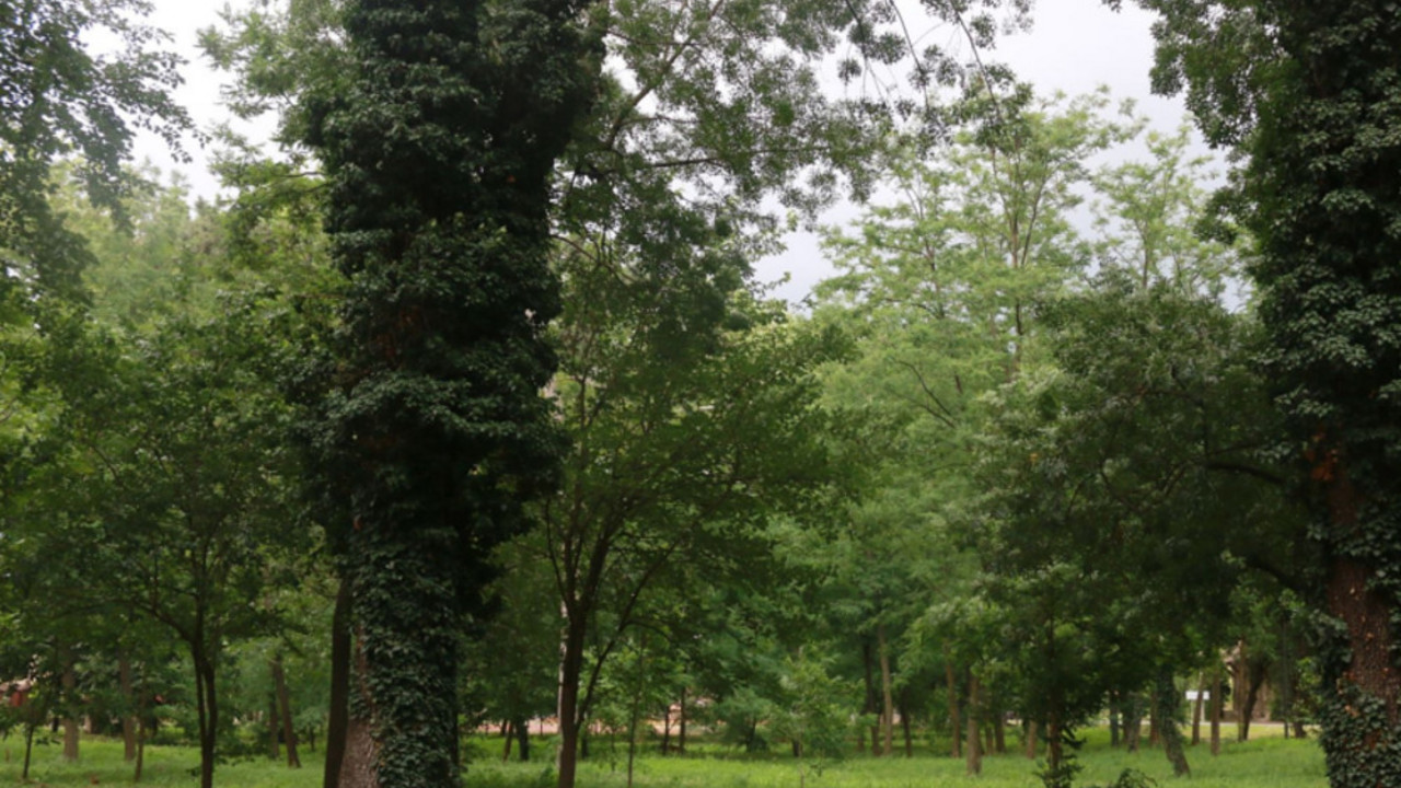 PARK