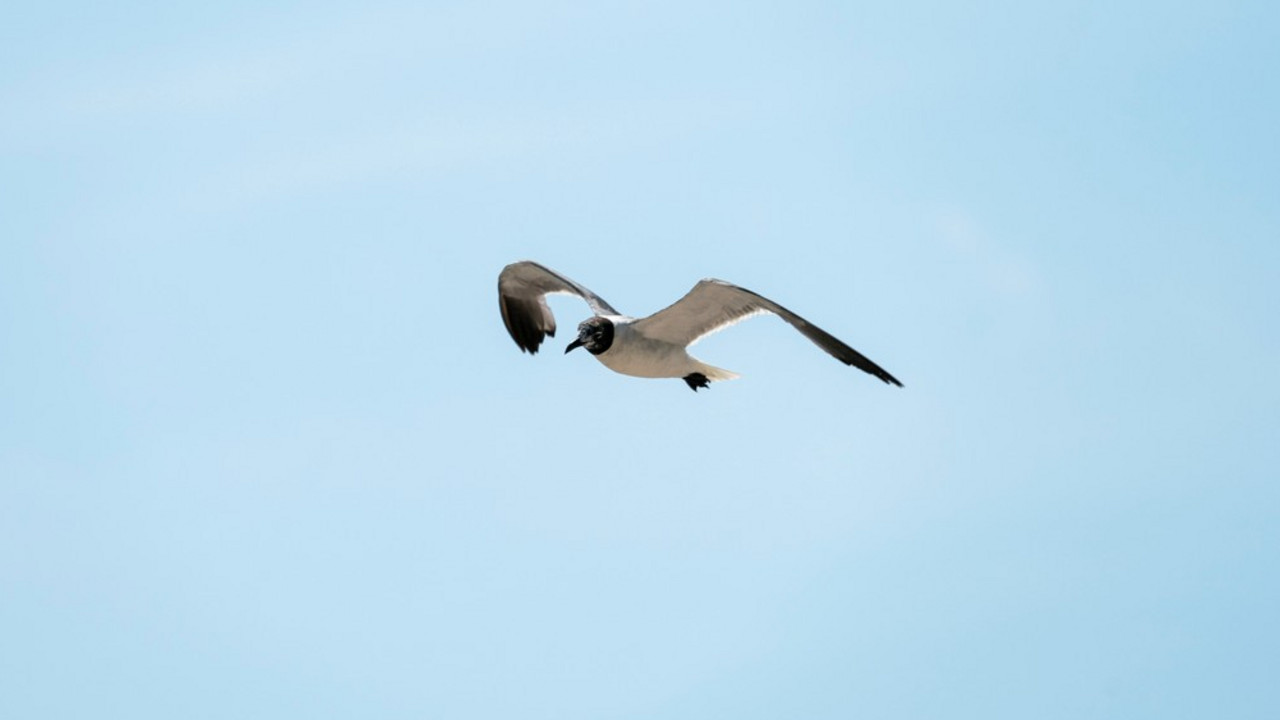 galeb