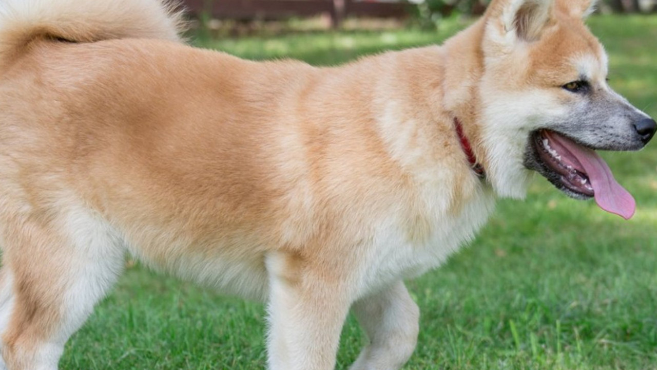 akita