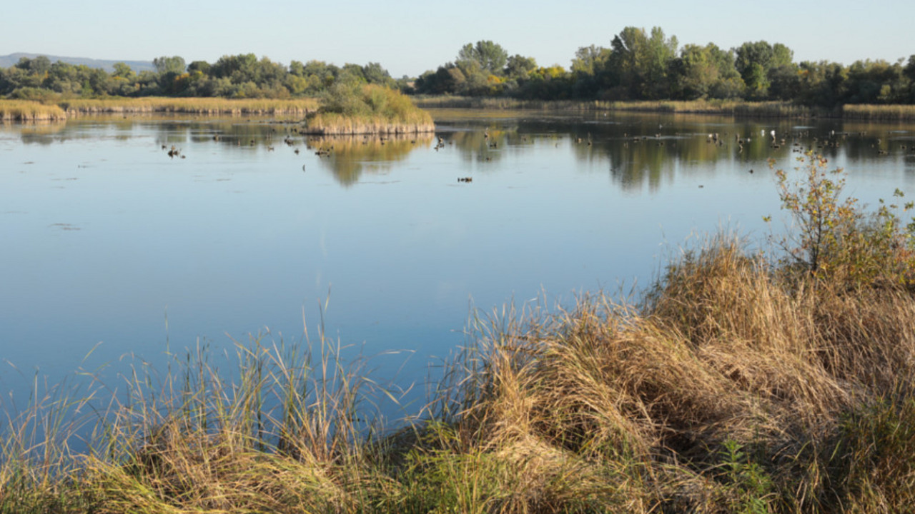 Kraljevac