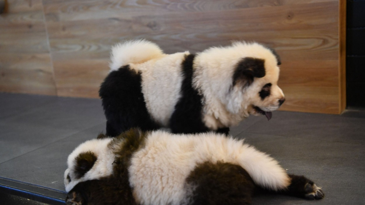 pas - panda