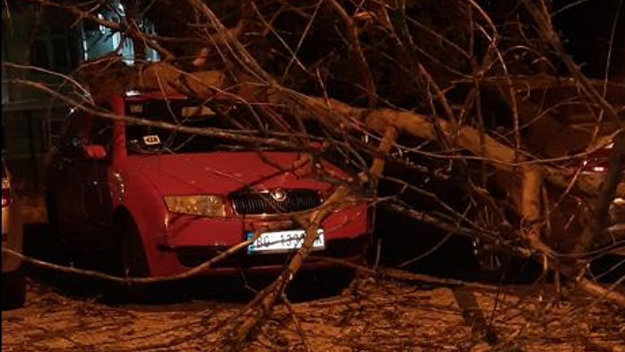 Košava obarala drveće u Beogradu