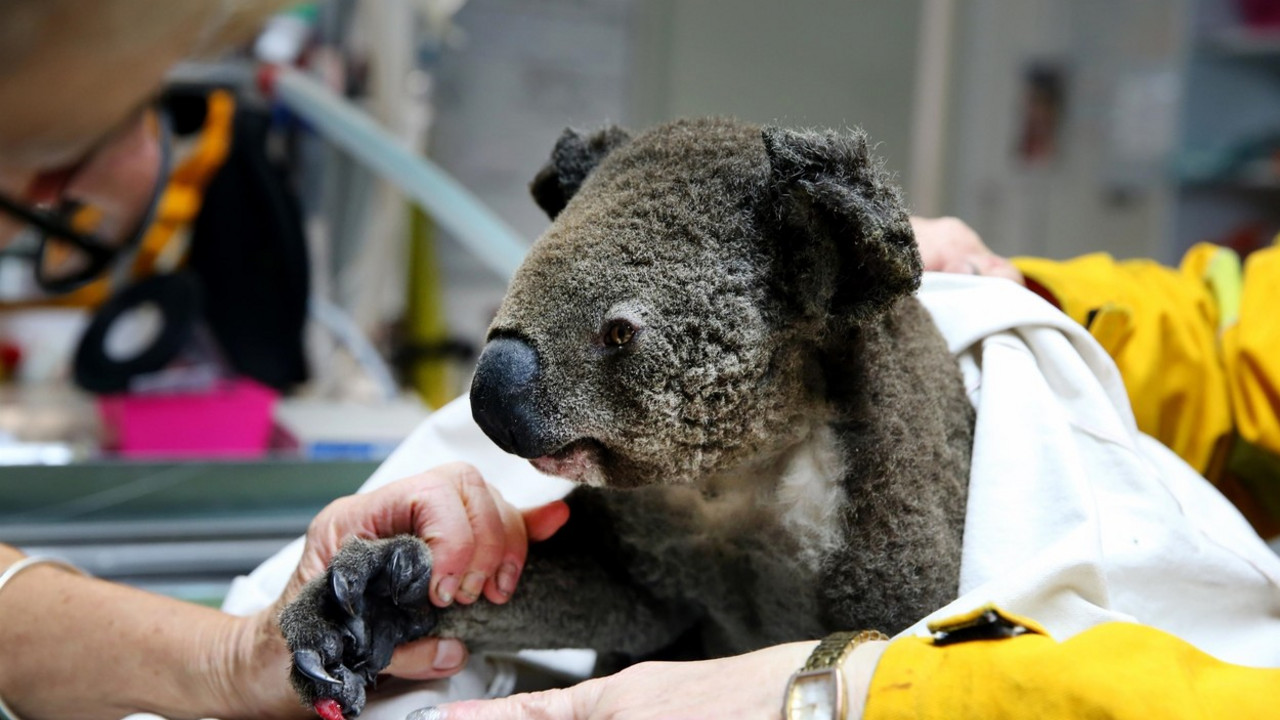 koala
