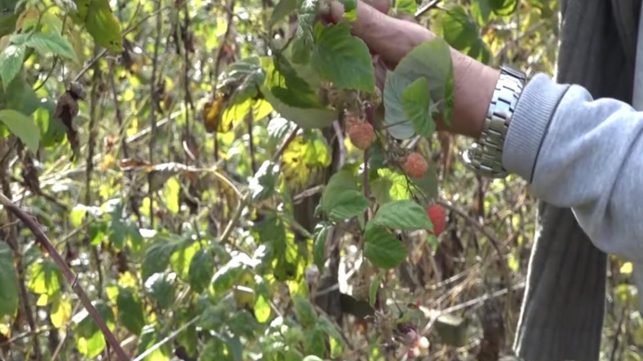 Maline
