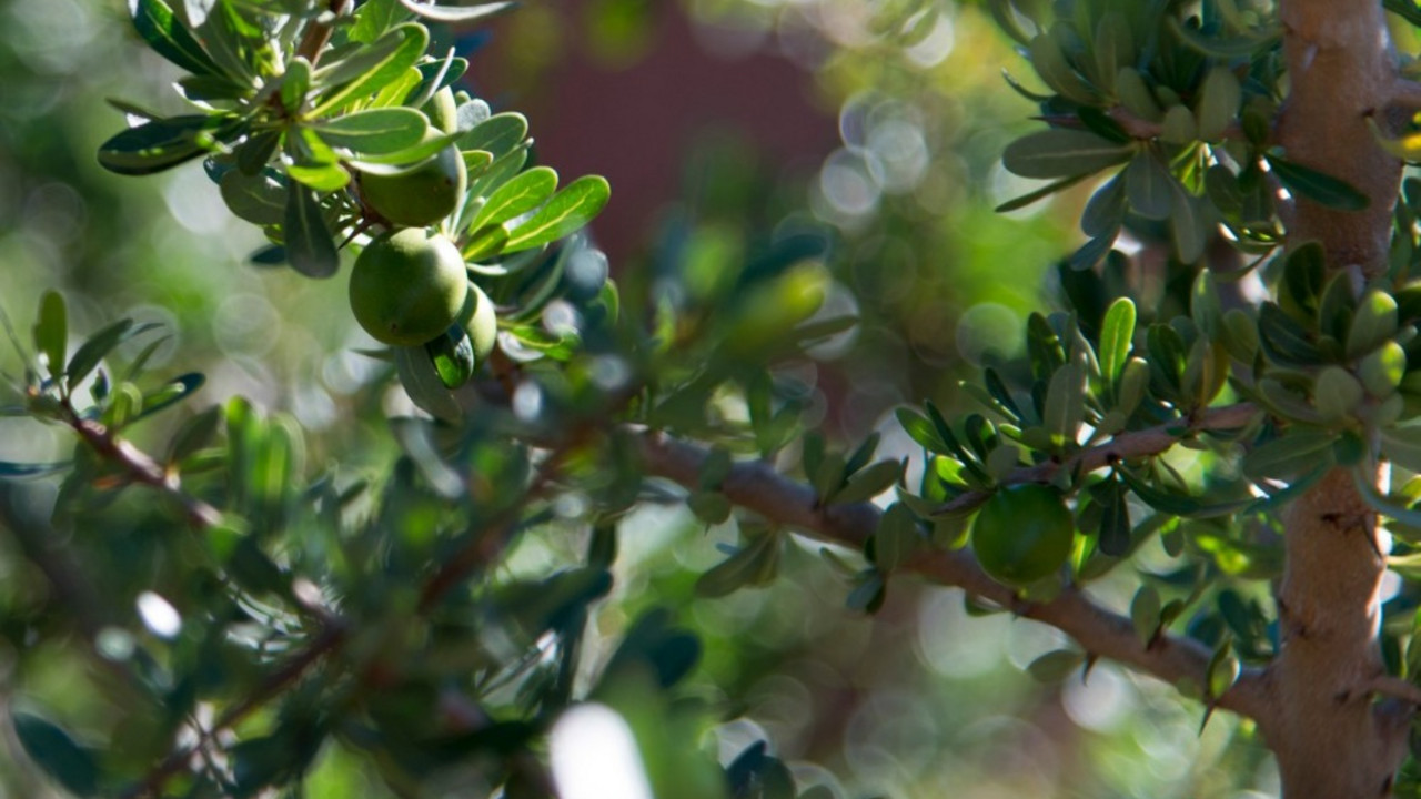 argan