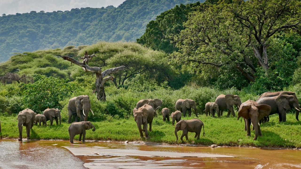 afrika