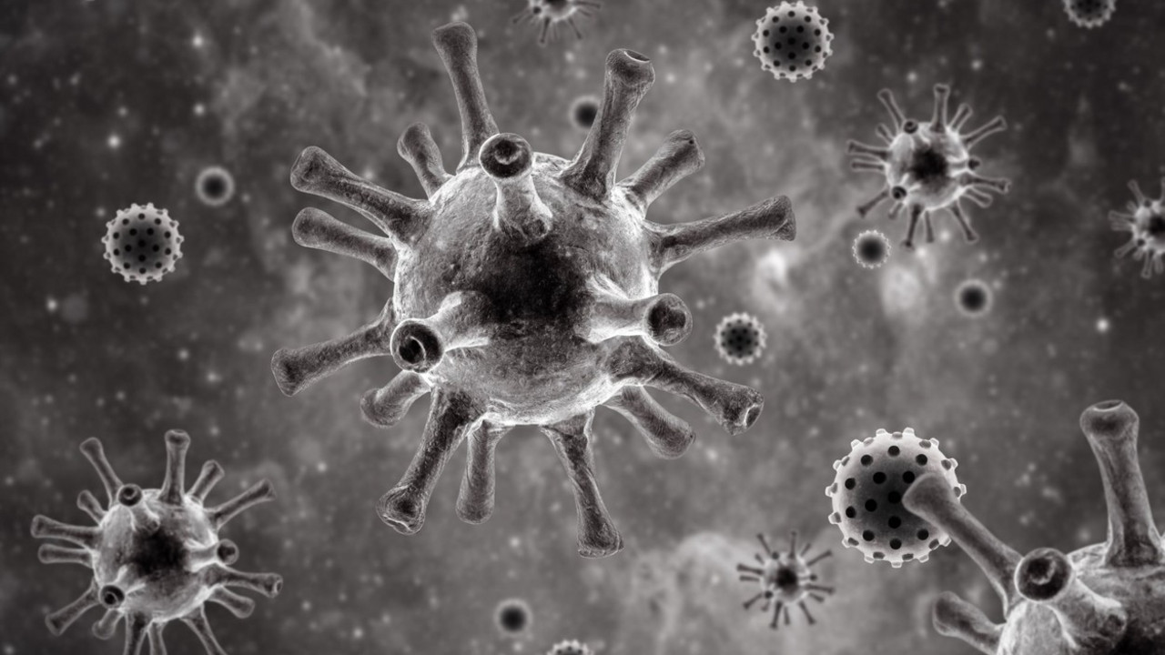 korona virus
