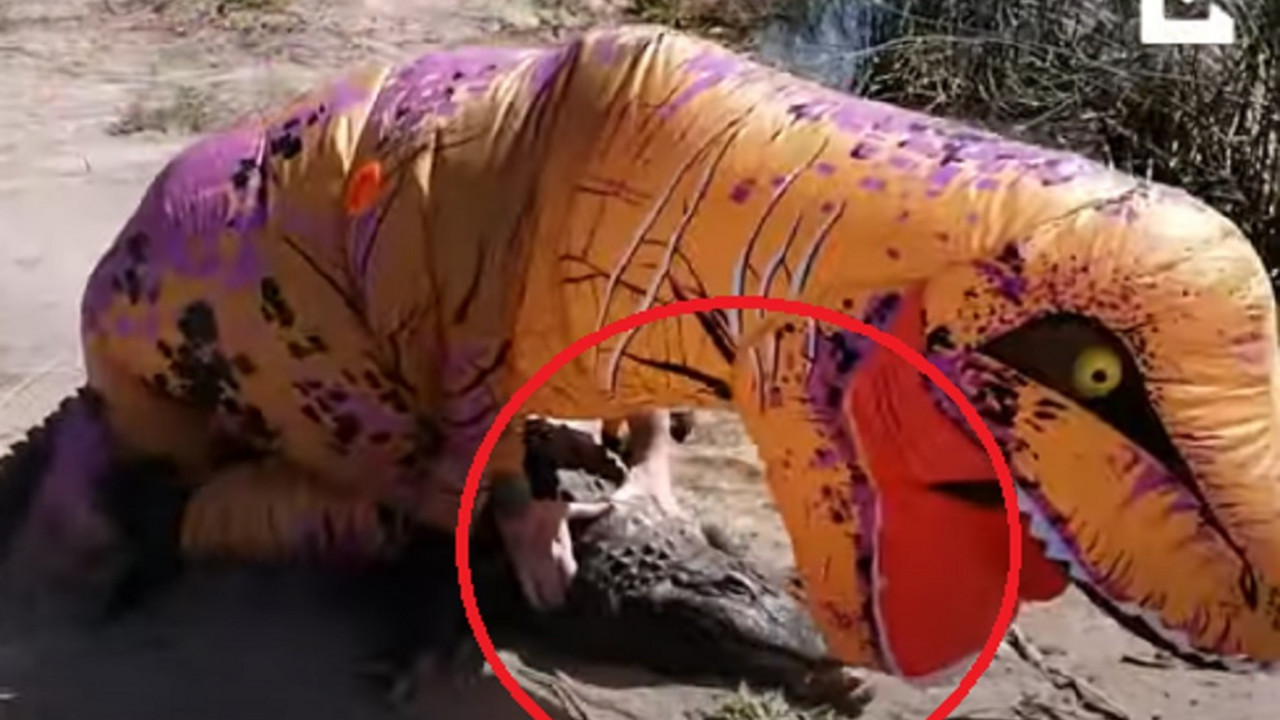Čovek u kostimu dinosaurusa i aligator