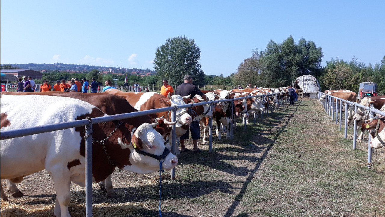Stočarstvo u Velikoj Plani