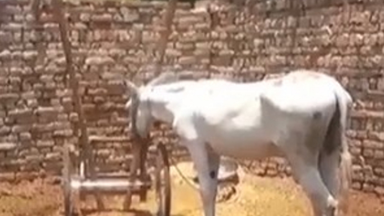 Pakistan, magarac