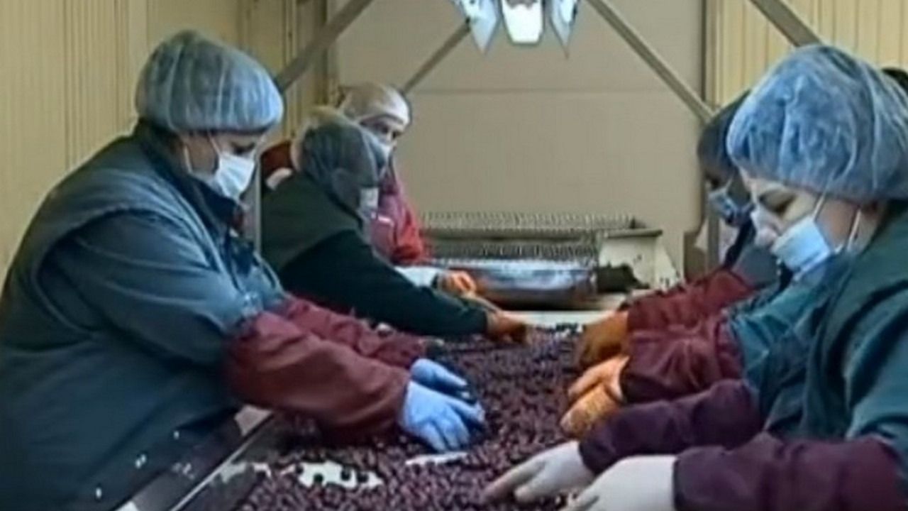 berba višanja u Topličkom kraju