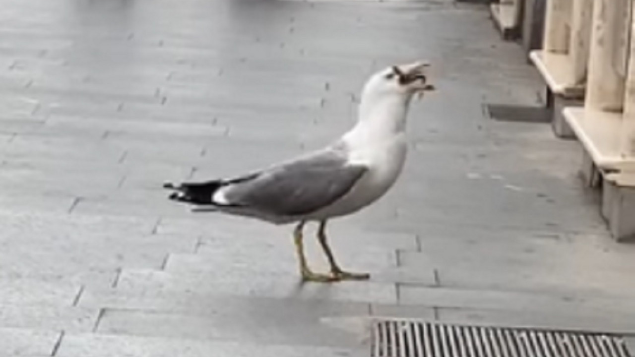 Galeb