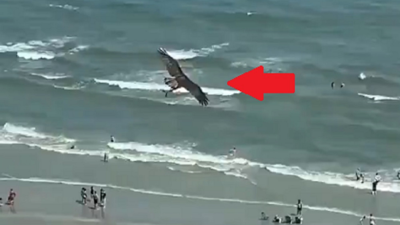 Ptica iznad plaže 