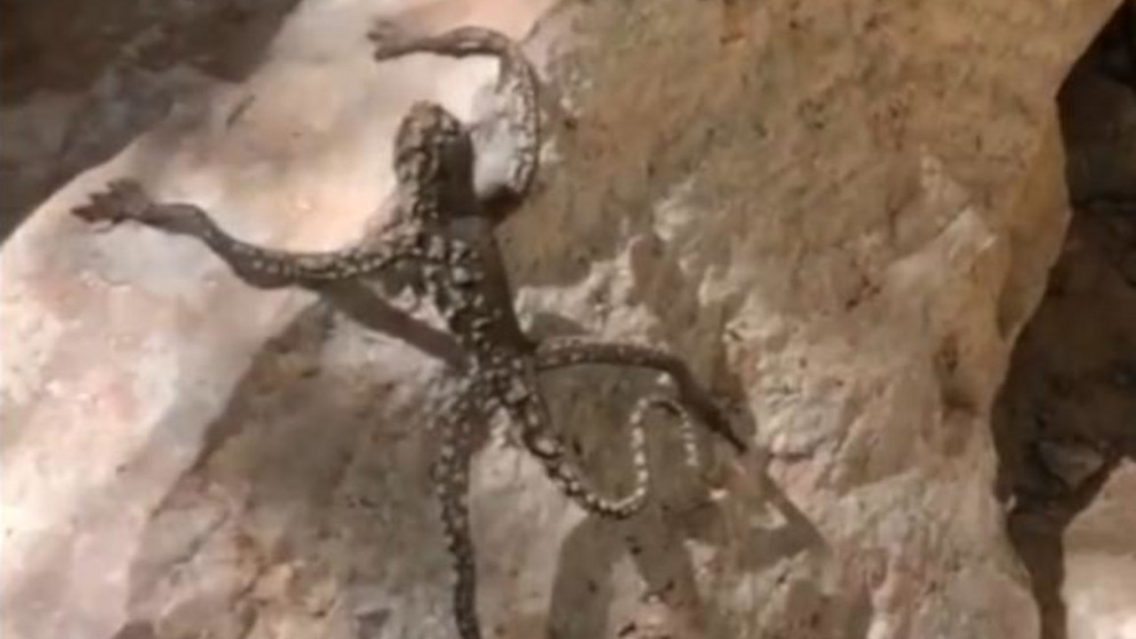 reptil
