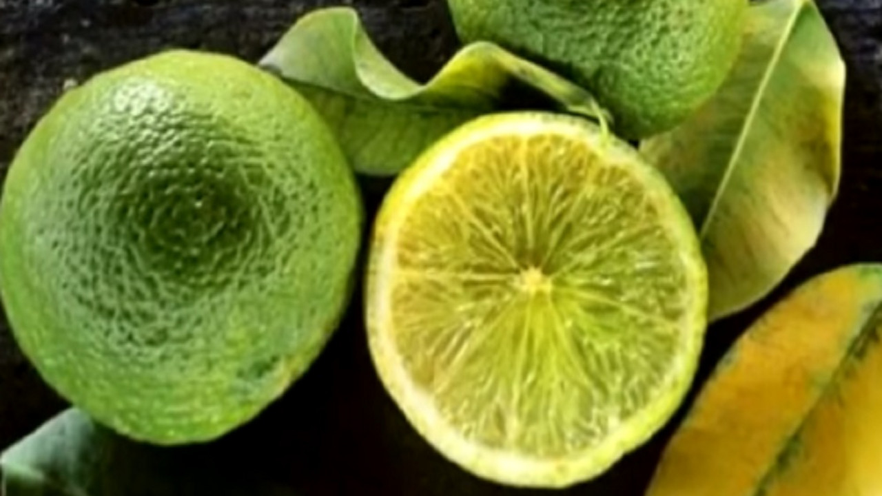 limeta