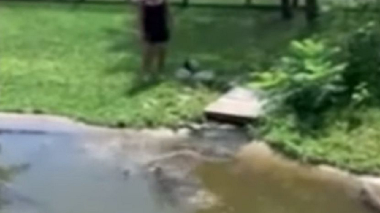 aligator