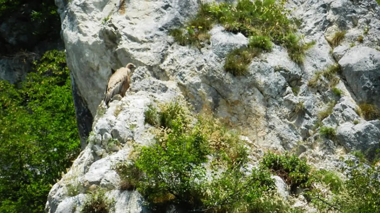 beloglavi supovi
