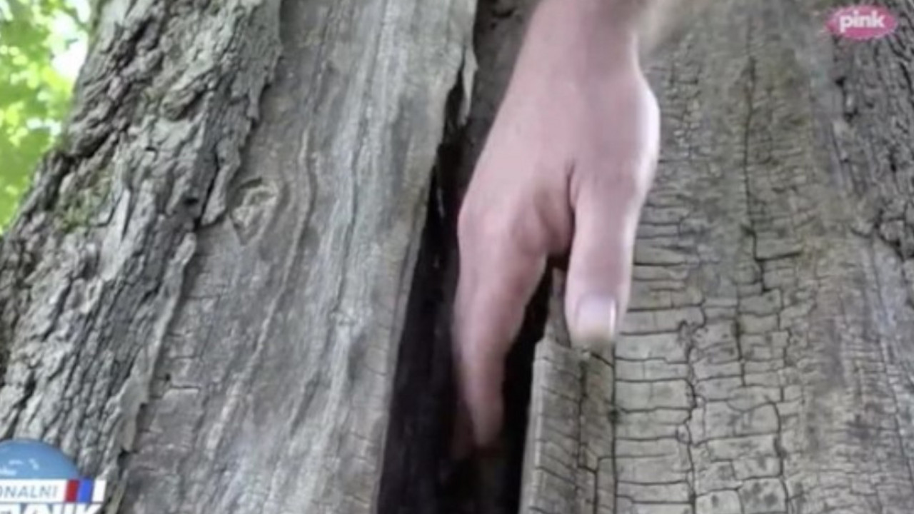 čudotvorno drvo