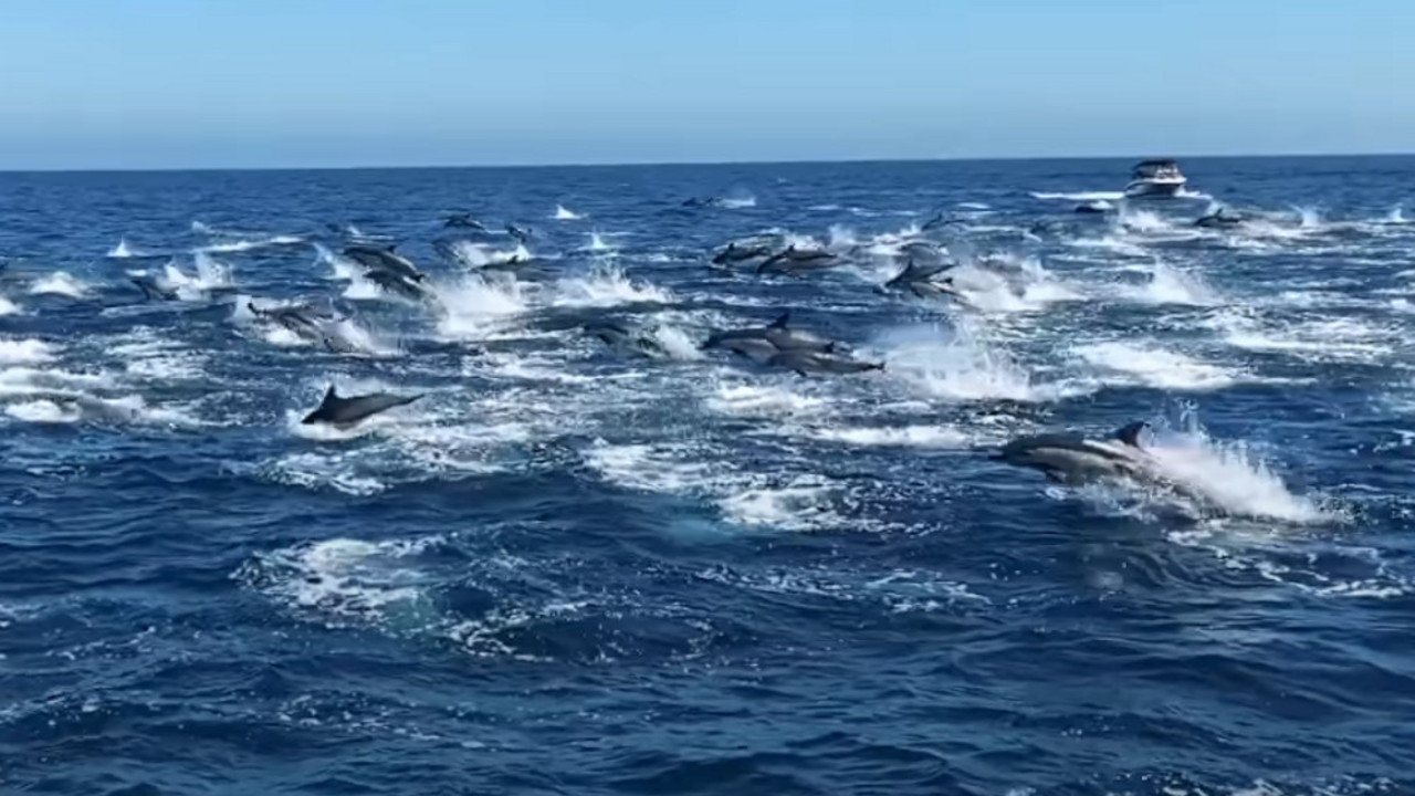 Delfini