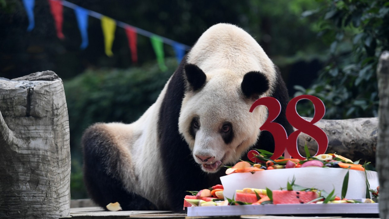 Panda