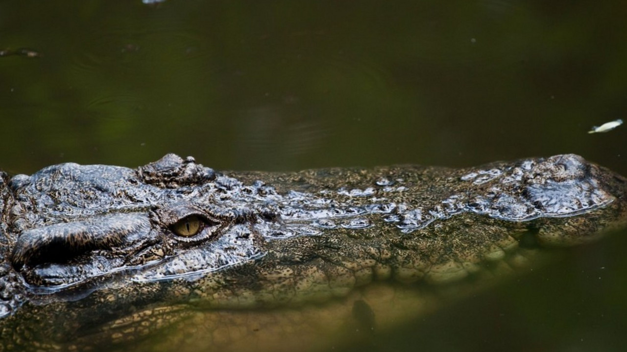 krokodil