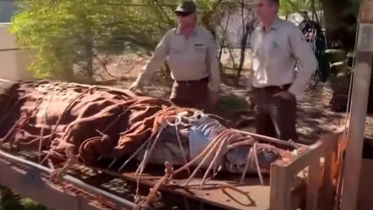 krokodil uhvaćen u Australiji