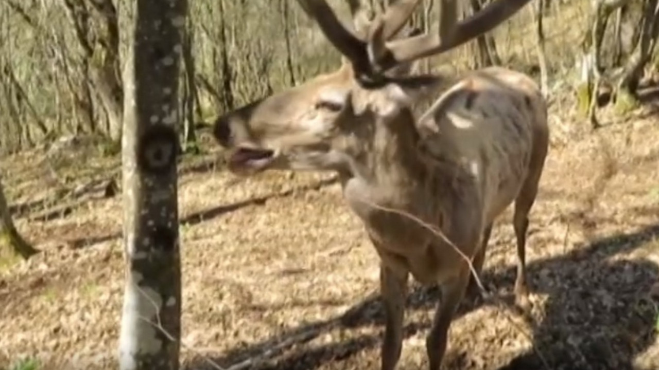 jeleni sa Zlatara
