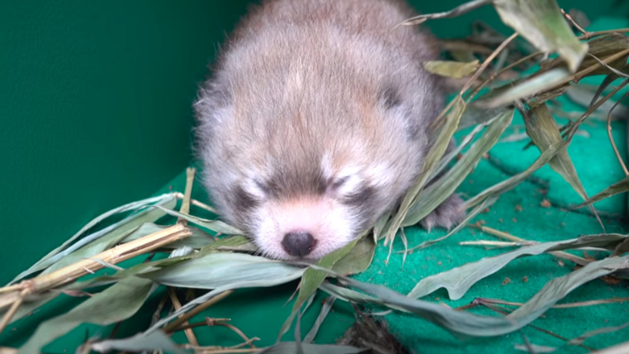 crveni panda