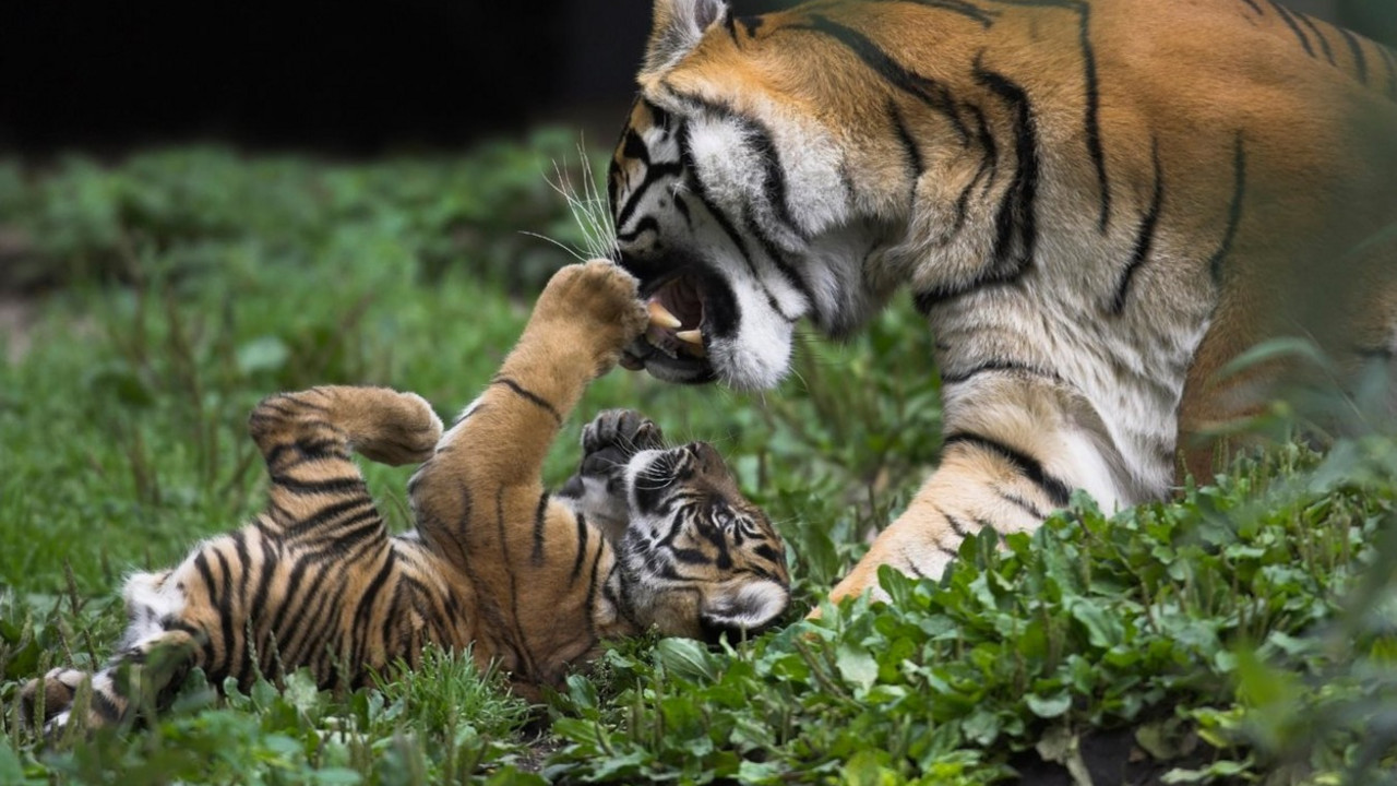 Tigar