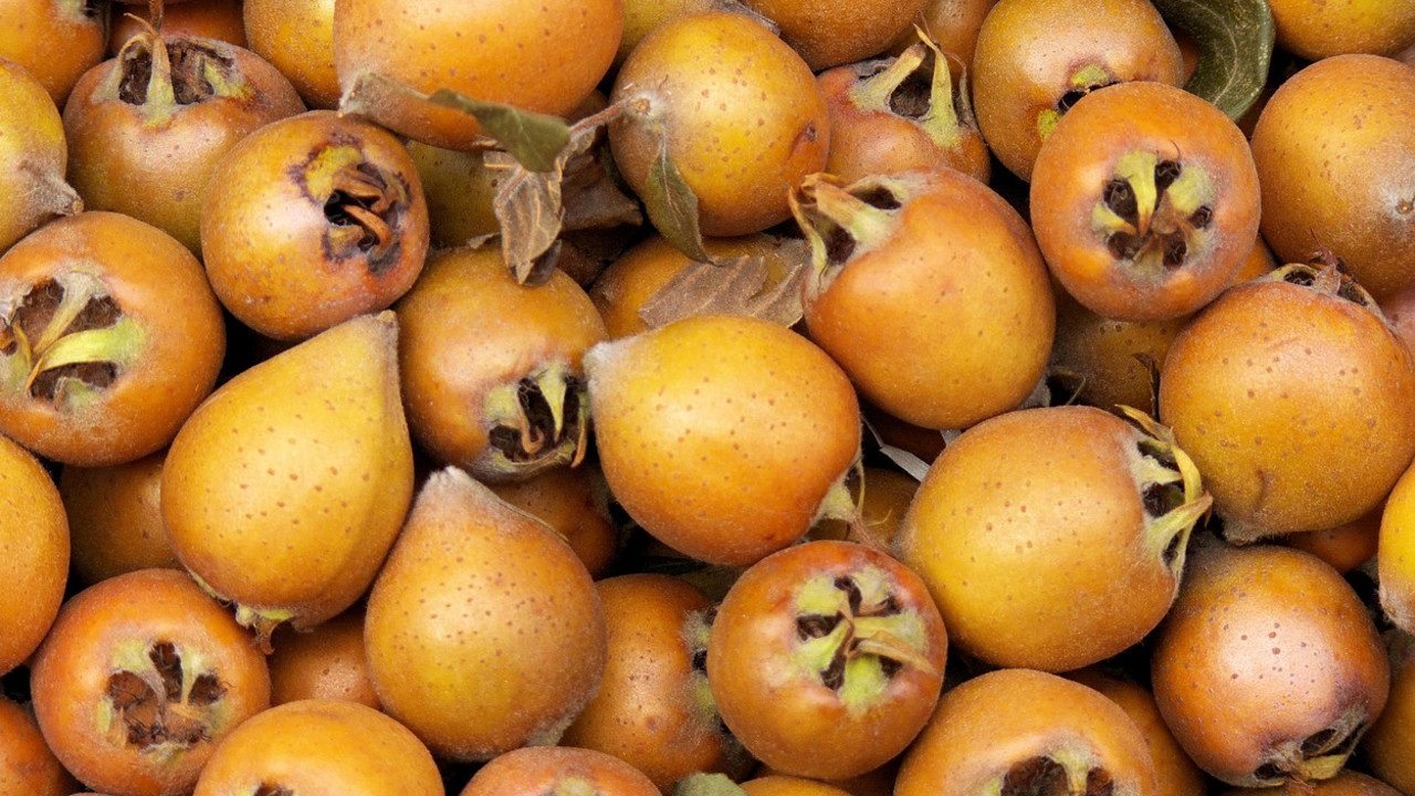 Mušmula